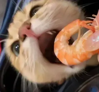 🤔 gato, camarón, comida, animal, mascota, comiendo whatsapp sticker