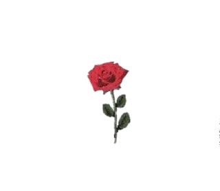 🌹 玫瑰, 花, 红色, 植物, 自然, 绽放 telegram sticker