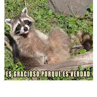 🤣 ES GRACIOSO PORQUE ES VERDAD. rakun, lucu, benar, humor, hewan, meme whatsapp sticker