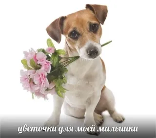 💐 цветочки для моей малышки dog, flowers, pet, cute, animal telegram sticker