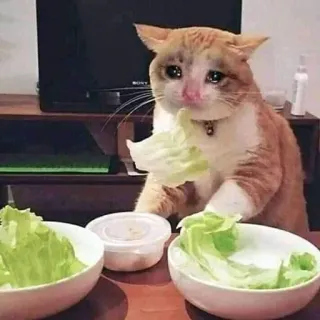 🥺 gato, triste, llorando, lechuga, comiendo, divertido, meme telegram sticker