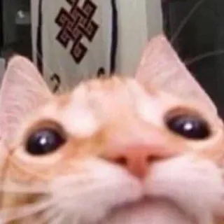 🐱 kucing, hewan, peliharaan, kucing domestik, close-up, imut, meme telegram sticker