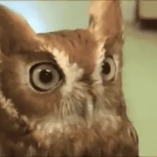 🦉 cú mèo, chim, động vật, dễ thương, động vật hoang dã telegram sticker
