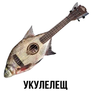 🐡 УКУЛЕЛЕЩ ukulele, fish, music, instrument, meme, hybrid whatsapp sticker