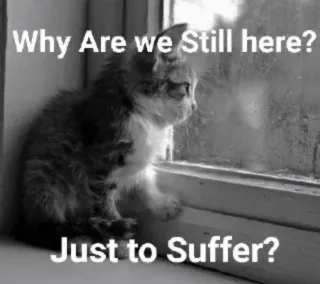 🐈 Why Are we Still here?
Just to Suffer? chat, triste, souffrance, fenêtre, citation, chaton whatsapp sticker