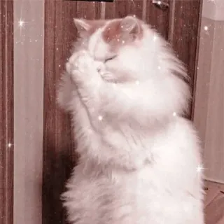 🐱 고양이, 새끼 고양이, 귀여운, 동물, 애완 동물, 복슬복슬한, 하얀 고양이 telegram sticker