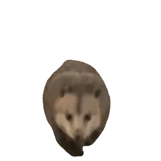 😡 hedgehog, animal, cute, mammal, wildlife telegram sticker