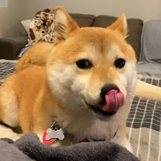 😋 dog, shiba inu, tongue, cute, animal telegram sticker