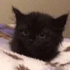 🐱