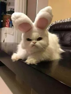 😠 cat, bunny ears, animal, pet, cute, funny telegram sticker