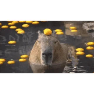 🛀 Capybara, Orange, Animal, Eau, Ronfleur whatsapp sticker