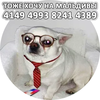 Себечий @sebechii whatsapp stickers