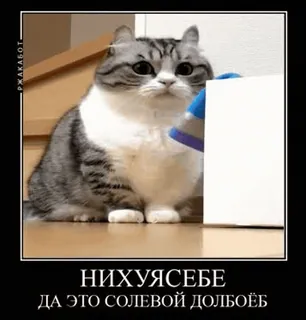 🌟 НИХУЯСЕБЕ
ДА ЭТО СОЛЕВОЙ ДОЛБОЁБ mèo, nga, thuốc, xúc phạm, hài hước, meme whatsapp sticker