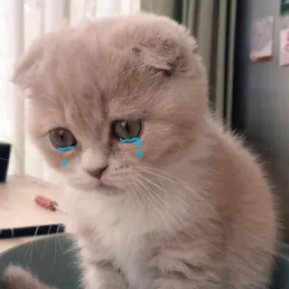 😭 gato, triste, gatito, llorando, lágrimas, lindo whatsapp sticker