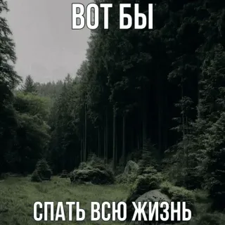 😴 ВОТ БЫ
СПАТЬ ВСЮ ЖИЗНЬ ธรรมชาติ, ป่า, นอนหลับ, ฝัน, รัสเซีย telegram sticker
