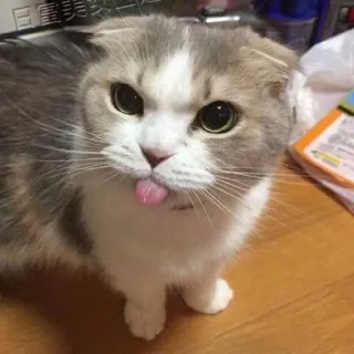 😛 kucing, hewan, peliharaan, scottish fold, imut, lidah, hewan peliharaan telegram sticker