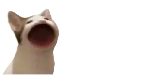 🙃 gato, meme, animal, engraçado, Pop Cat telegram sticker
