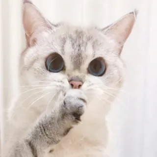 🤫 gato, animal, lindo, gatito, animal doméstico, mascota whatsapp sticker