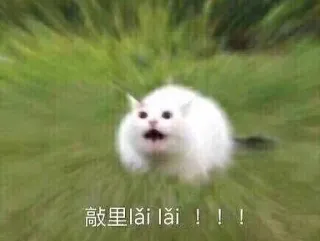 😠 lǎi lǎi ！！！ gato, meme, engraçado, animal whatsapp sticker