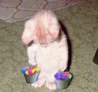 🎥 cat, kitten, hearts, bucket, cute, animal, pet telegram sticker
