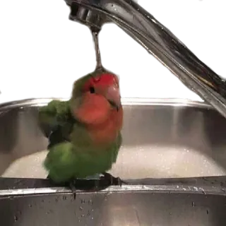 crazy parrots whatsapp stickers