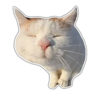 😑 Katze, Tier, Haustier, Haustier, Säugetier, süß, Katzenartig whatsapp sticker