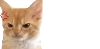 😡 gatto, arrabbiato, animale, adesivo, gatto rosso, meme telegram sticker