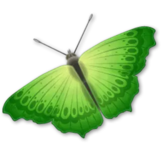 🐝 butterfly, green, nature, insect, wings whatsapp sticker