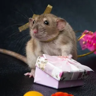 🐭 chuột, quà, tặng phẩm, ruy băng, động vật, gặm nhấm, dễ thương, lễ kỷ niệm telegram sticker