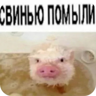 🤲 СВИНЬЮ ПОМЫЛИ telegram sticker