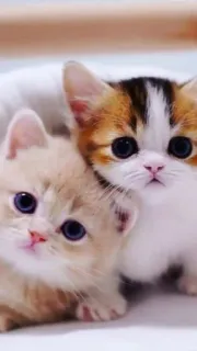 ☺️ gato, fofo, gatinho, animal, animal de estimação telegram sticker