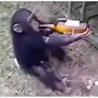 🐵 animale, scimpanzé, scimmia, bere, bottiglia telegram sticker