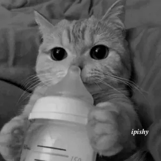 🕸 ipishy 猫, 小猫, 奶瓶, 可爱, 动物, 宠物 telegram sticker