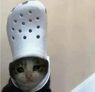 😭 cat, sad, croc, animal, pet telegram sticker