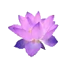 🌸