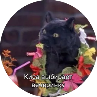 💃 Киса выбирает вечеринку 猫, パーティー, 花, 飲み物, 面白い telegram sticker