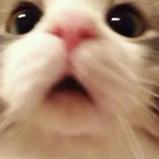 😂 猫, びっくり, 面白い, ミーム, 動物, ペット whatsapp sticker