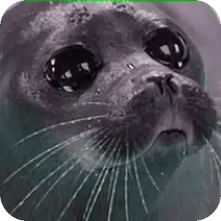 🥺 foca, animal, fofo, mamífero, vida selvagem, mar whatsapp sticker