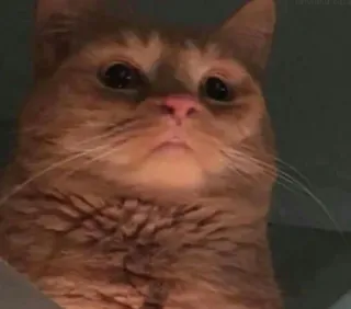 😐 Katze, Orange, Süß, Tier, Haustier telegram sticker