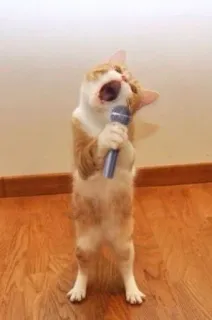 😺 chat, chant, microphone, animal, mignon, drôle, animal de compagnie telegram sticker