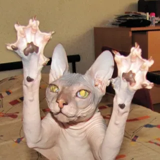 👋 gatto, senza pelo, sphynx, animale domestico, animale telegram sticker