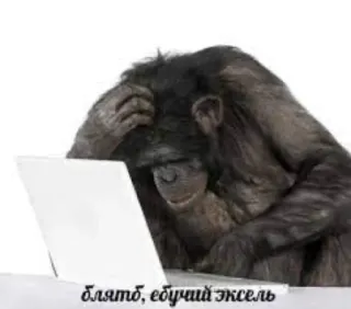 😾 Блять, ебучий эксель ลิง, คอมพิวเตอร์, excel, ตลก, มีม, ลิง, สำนักงาน, งาน telegram sticker