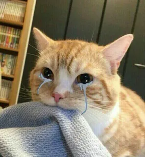 😭 mèo, buồn, khóc, nước mắt, meme, dễ thương, thú cưng telegram sticker