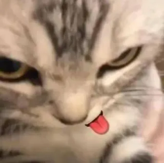 😌 Katze, Tier, Haustier, Zunge, süß whatsapp sticker