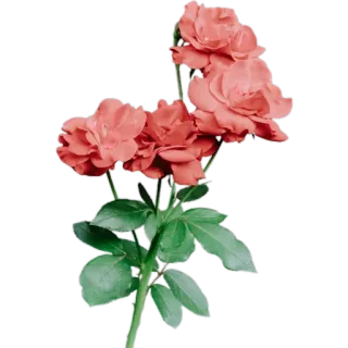 💐 กุหลาบ, ดอกไม้, พืช, ธรรมชาติ, บาน, ลายดอก telegram sticker