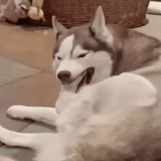 ๐คจ husky, dog, animal, pet, funny, cute telegram sticker