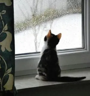 😔 gato, gatinho, janela, chuva, animal de estimação, animal, fofo, animal doméstico, olhando para fora telegram sticker