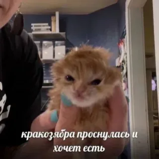 🙂 кракозябра проснулась и хочет есть telegram sticker