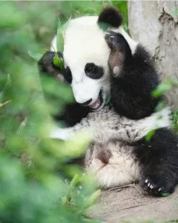 🤬 panda, animal, fofo, vida selvagem, natureza, bambu, filhote telegram sticker