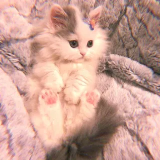 🥓 кот, котенок, милый, пушистый, животное, домашняя кошка, питомец telegram sticker
